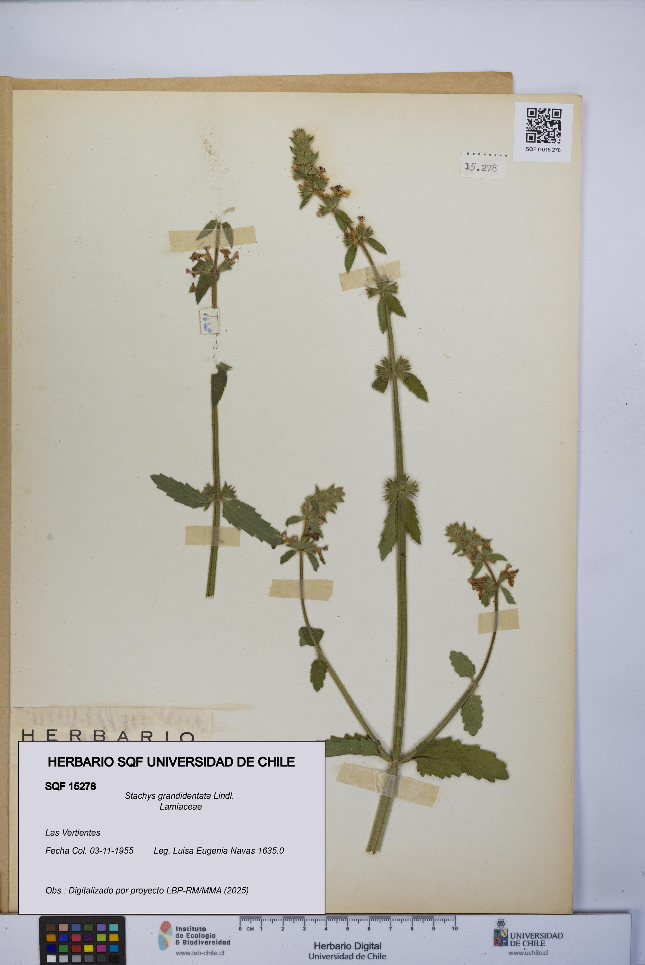 Stachys grandidentata [Espécimen: UCH:SQF:0015278]