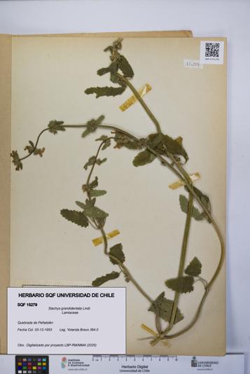 Stachys grandidentata [Espécimen: UCH:SQF:0015279]