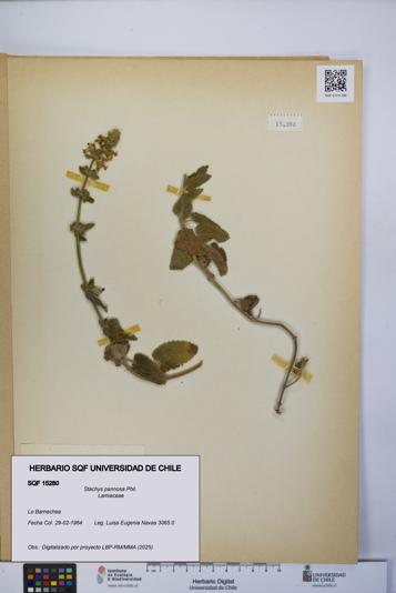 Stachys pannosa [Espécimen: UCH:SQF:0015280]