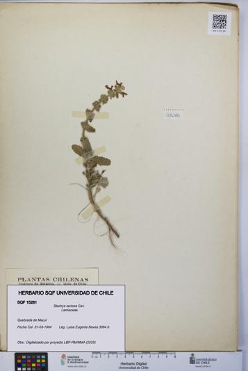 Stachys sericea [Espécimen: UCH:SQF:0015281]