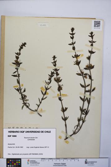 Teucrium bicolor [Espécimen: UCH:SQF:0015282]