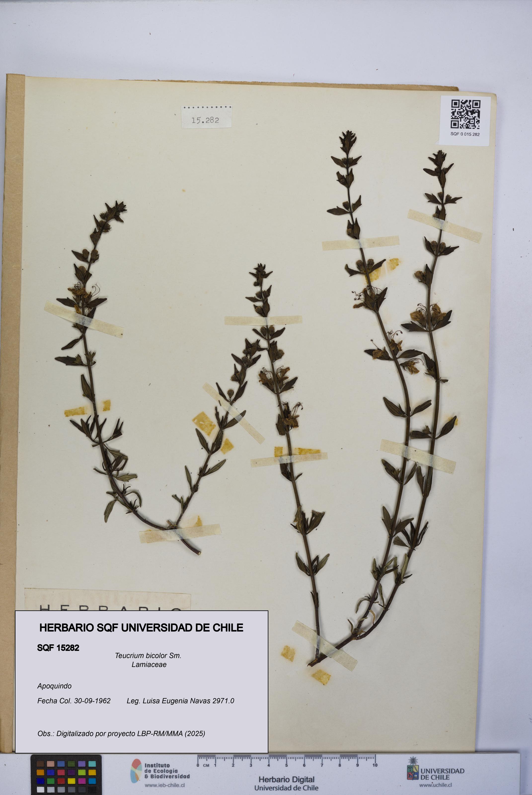 Teucrium bicolor [Espécimen: UCH:SQF:0015282]