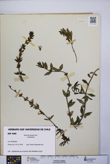Teucrium bicolor [Espécimen: UCH:SQF:0015283]