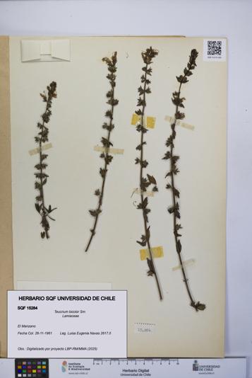 Teucrium bicolor [Espécimen: UCH:SQF:0015284]