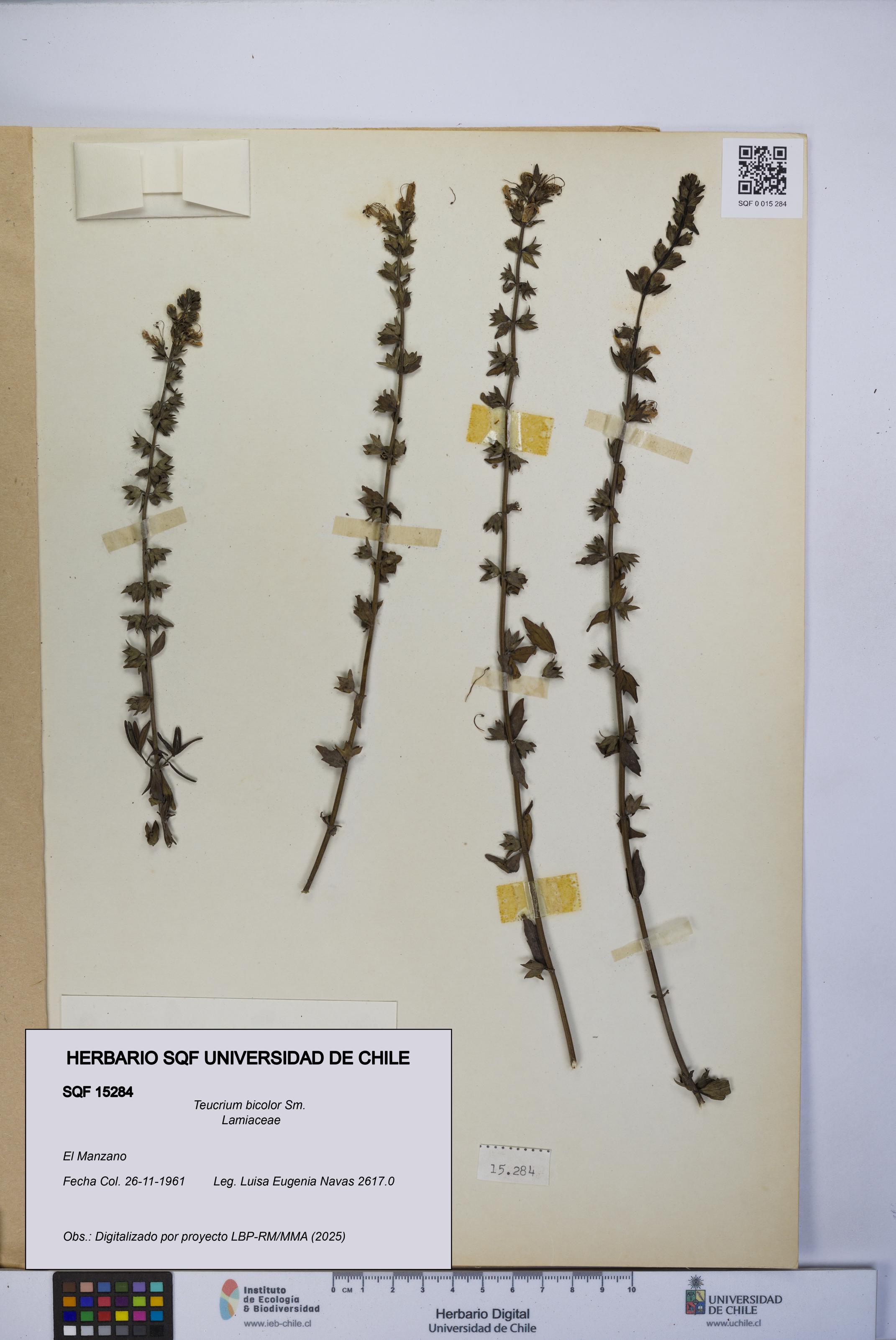 Teucrium bicolor [Espécimen: UCH:SQF:0015284]