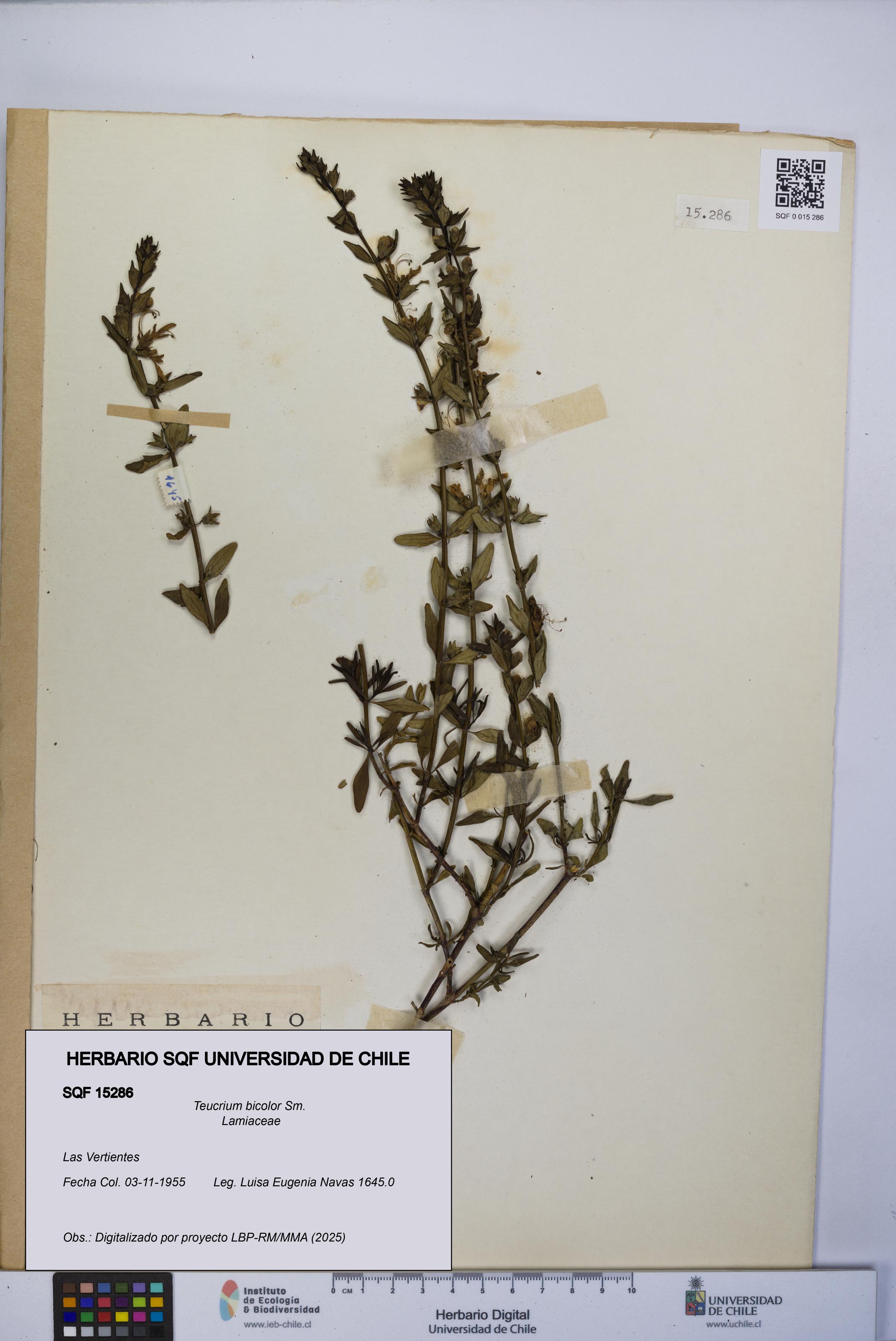 Teucrium bicolor [Espécimen: UCH:SQF:0015286]