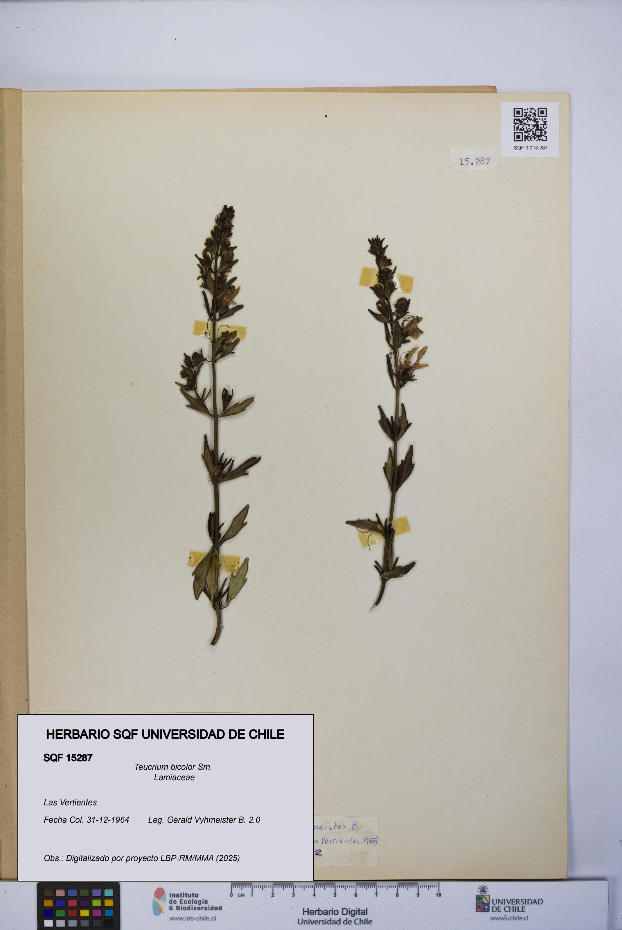Teucrium bicolor [Espécimen: UCH:SQF:0015287]