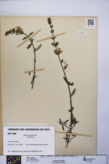 Teucrium bicolor [Espécimen: UCH:SQF:0015288]