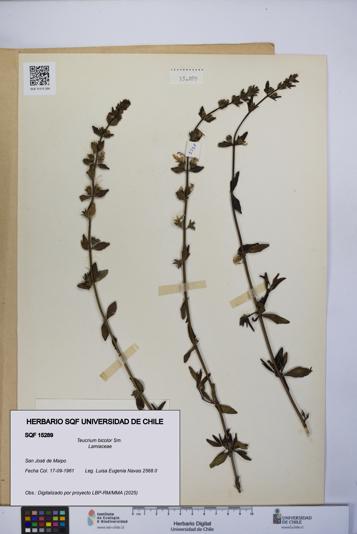 Teucrium bicolor [Espécimen: UCH:SQF:0015289]