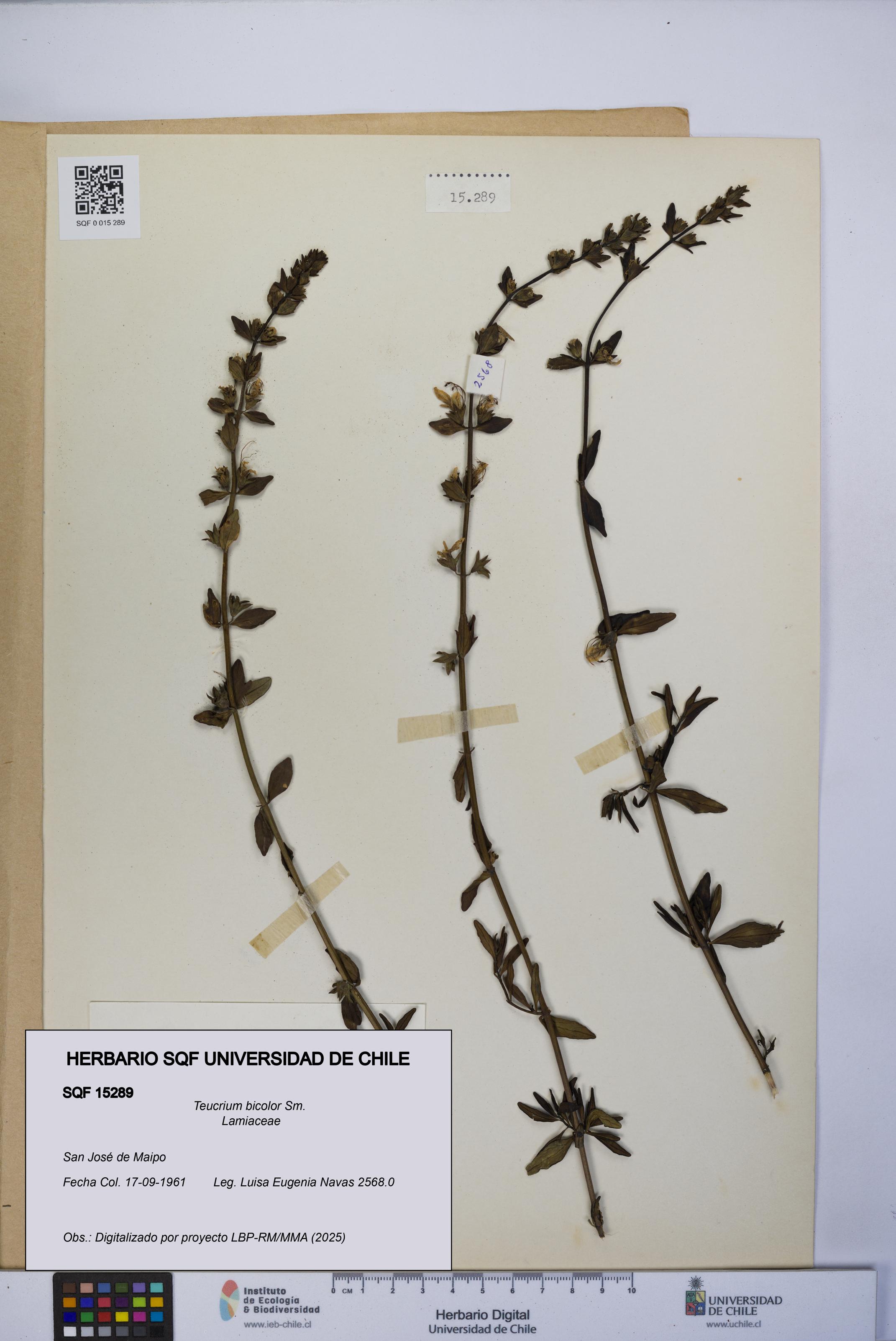 Teucrium bicolor [Espécimen: UCH:SQF:0015289]