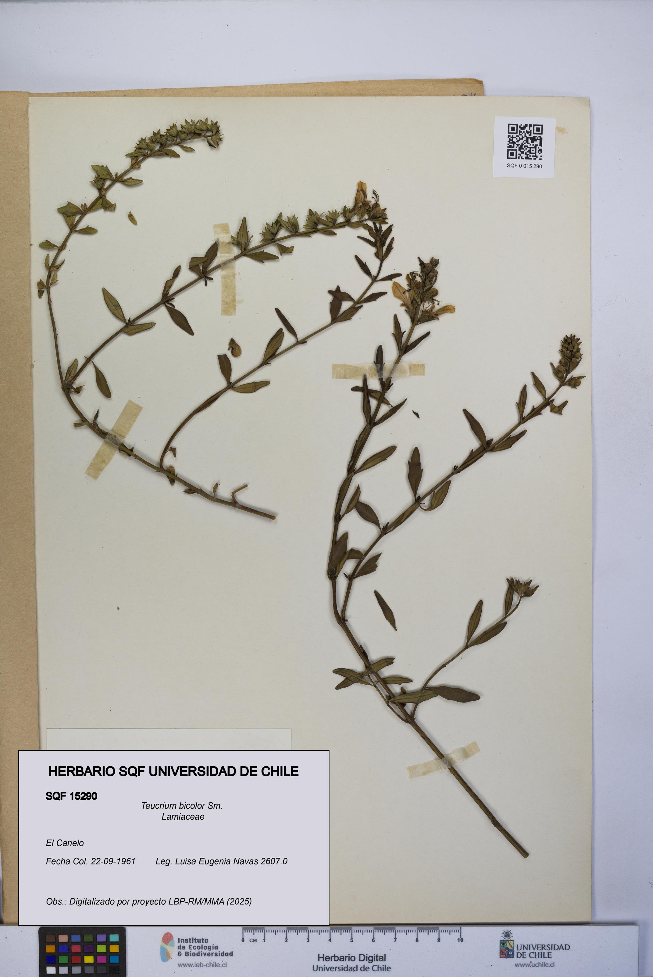 Teucrium bicolor [Espécimen: UCH:SQF:0015290]