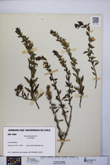 Teucrium bicolor [Espécimen: UCH:SQF:0015300]