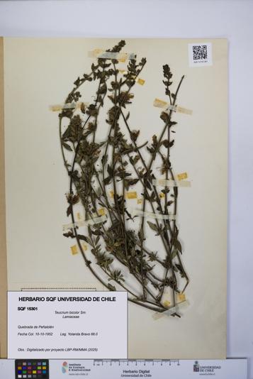 Teucrium bicolor [Espécimen: UCH:SQF:0015301]
