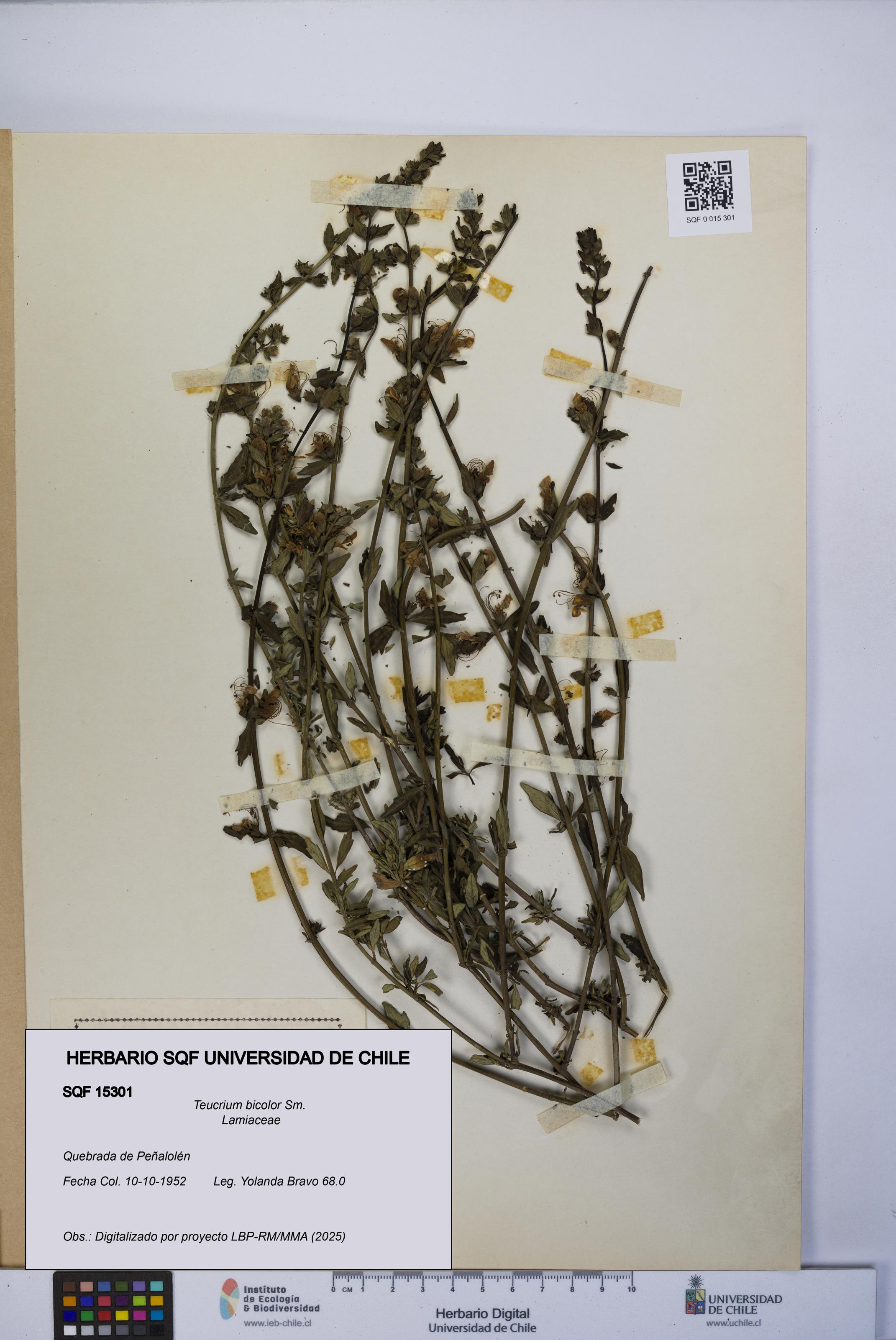 Teucrium bicolor [Espécimen: UCH:SQF:0015301]