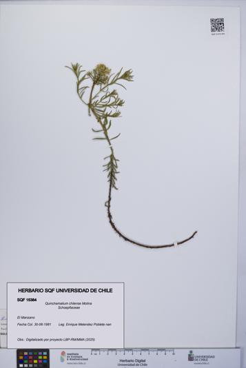 Quinchamalium chilense [Espécimen: UCH:SQF:0015384]