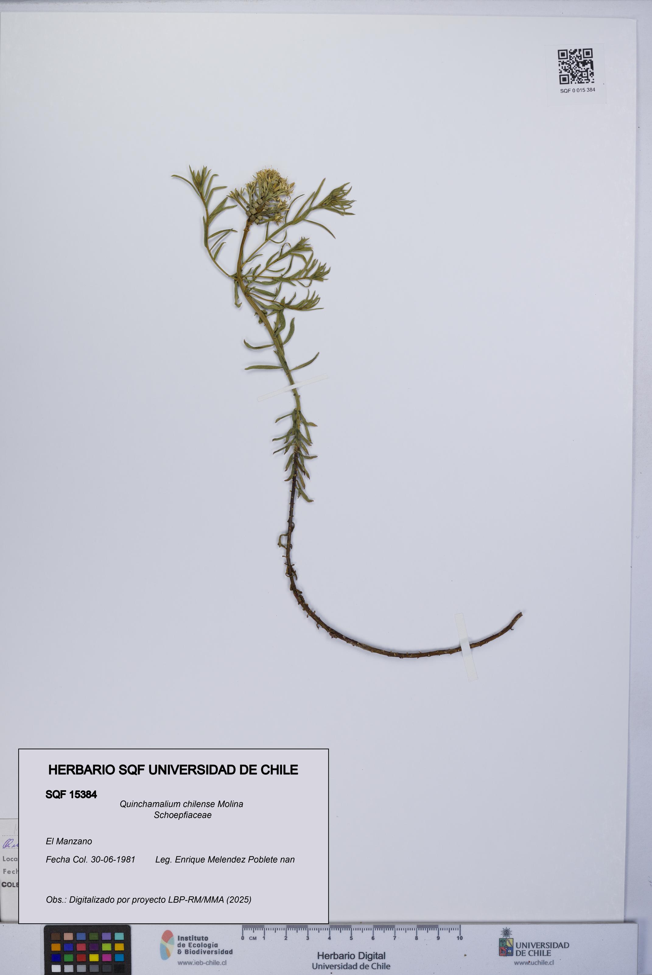Quinchamalium chilense [Espécimen: UCH:SQF:0015384]