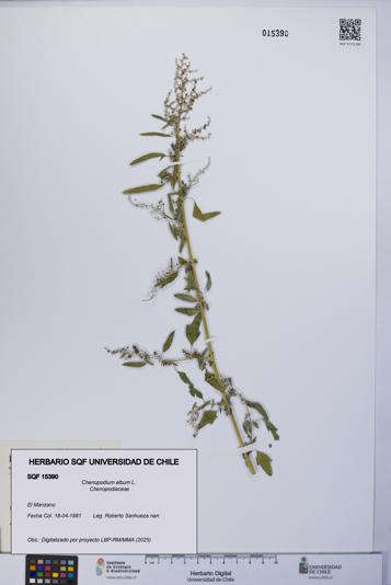 Chenopodium album [Espécimen: UCH:SQF:0015390]
