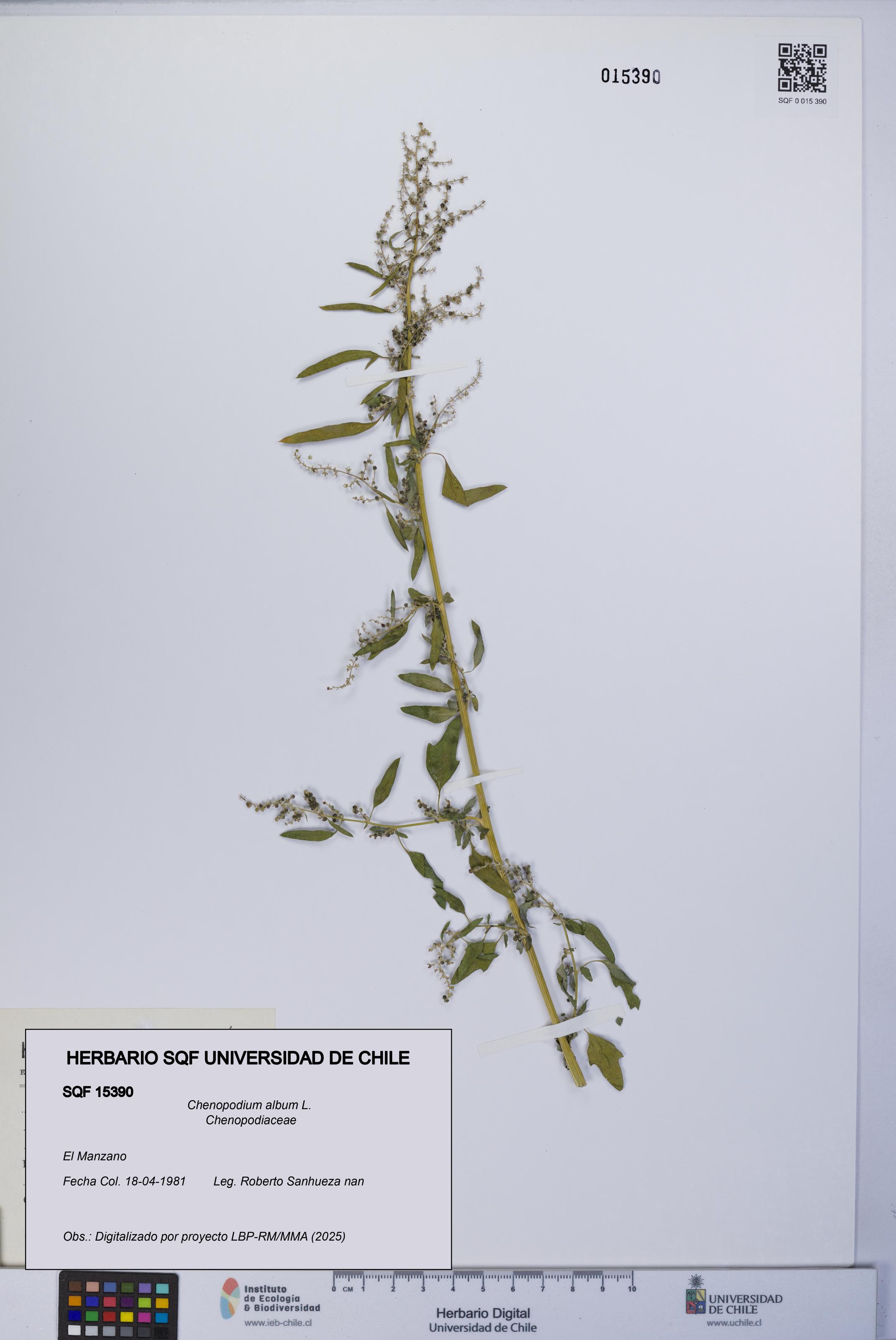 Chenopodium album [Espécimen: UCH:SQF:0015390]
