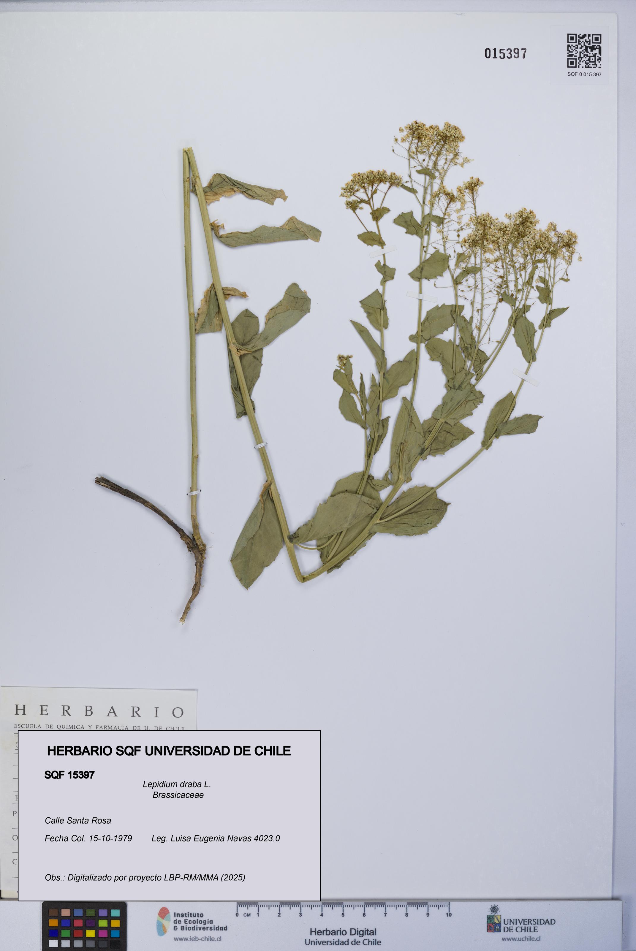 Lepidium draba [Espécimen: UCH:SQF:0015397]