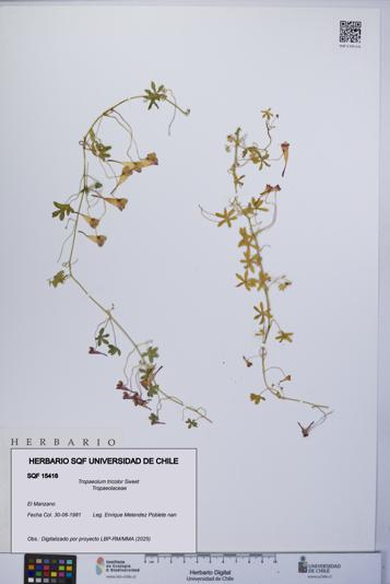 Tropaeolum tricolor [Espécimen: UCH:SQF:0015416]