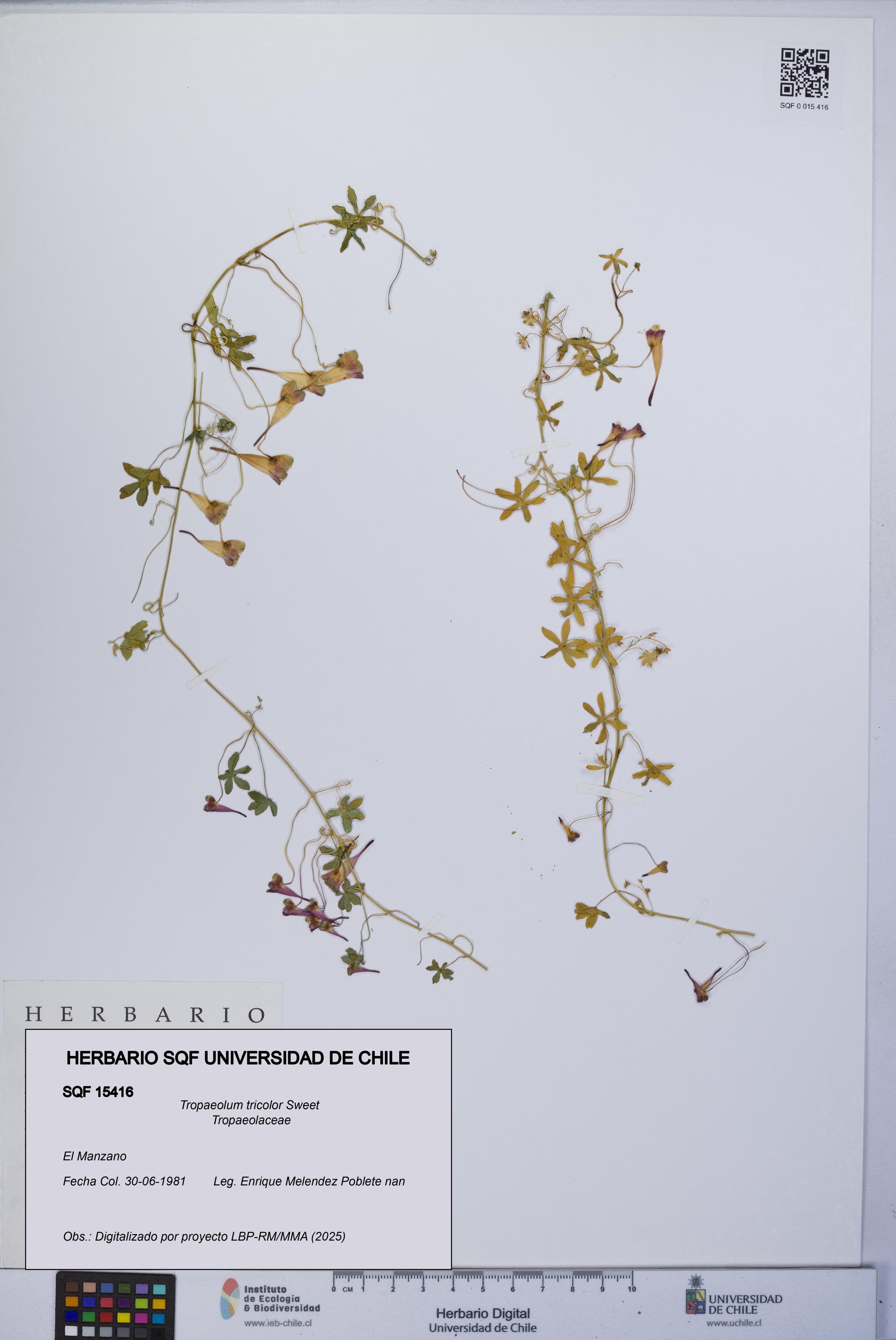 Tropaeolum tricolor [Espécimen: UCH:SQF:0015416]