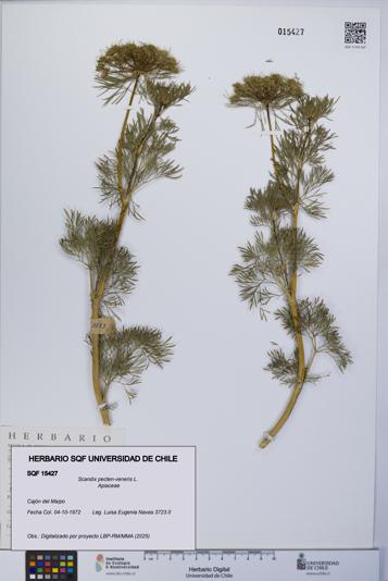 Scandix pecten-veneris [Espécimen: UCH:SQF:0015427]