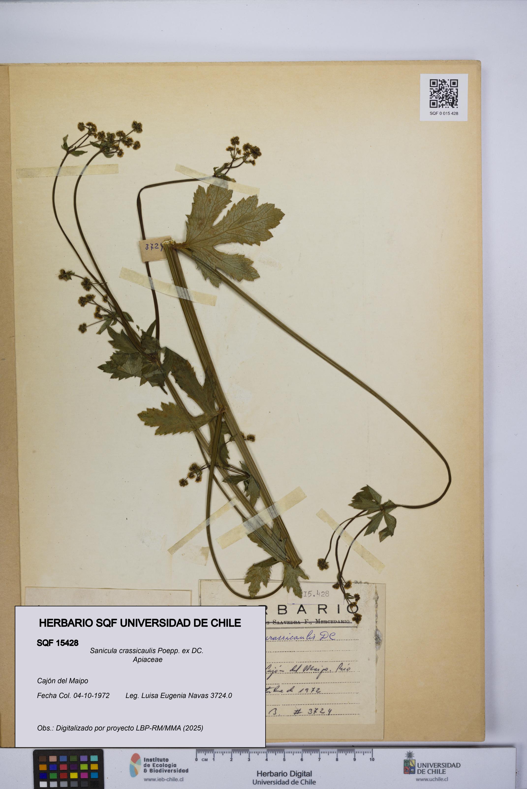 Sanicula crassicaulis [Espécimen: UCH:SQF:0015428]
