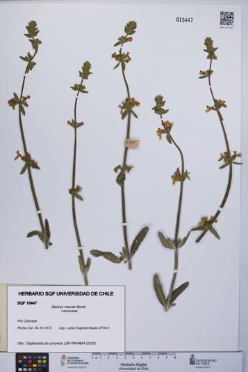 Stachys macraei [Espécimen: UCH:SQF:0015447]