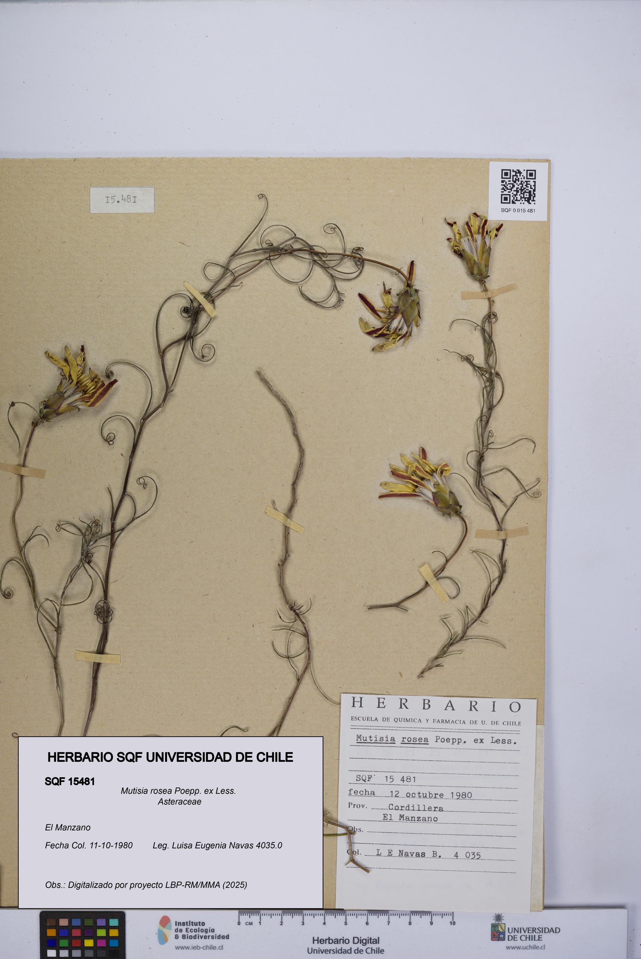 Mutisia rosea [Espécimen: UCH:SQF:0015481]