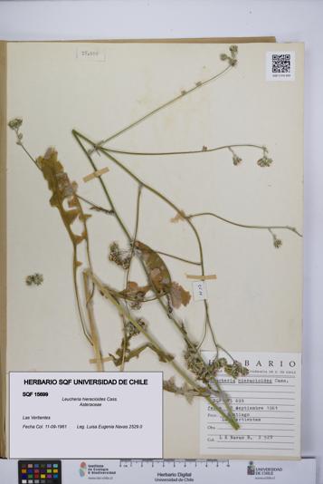 Leucheria hieracioides [Espécimen: UCH:SQF:0015699]