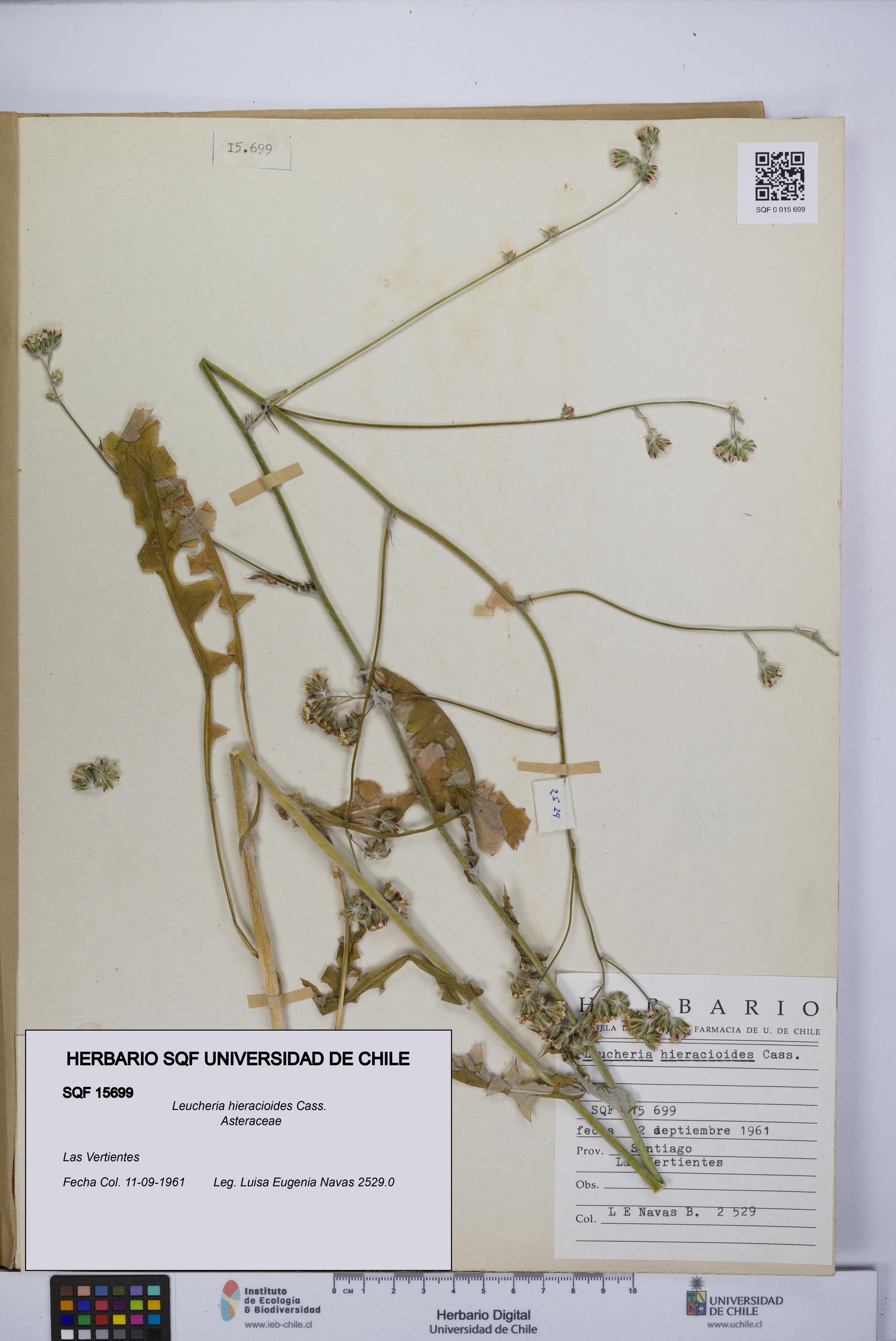 Leucheria hieracioides [Espécimen: UCH:SQF:0015699]