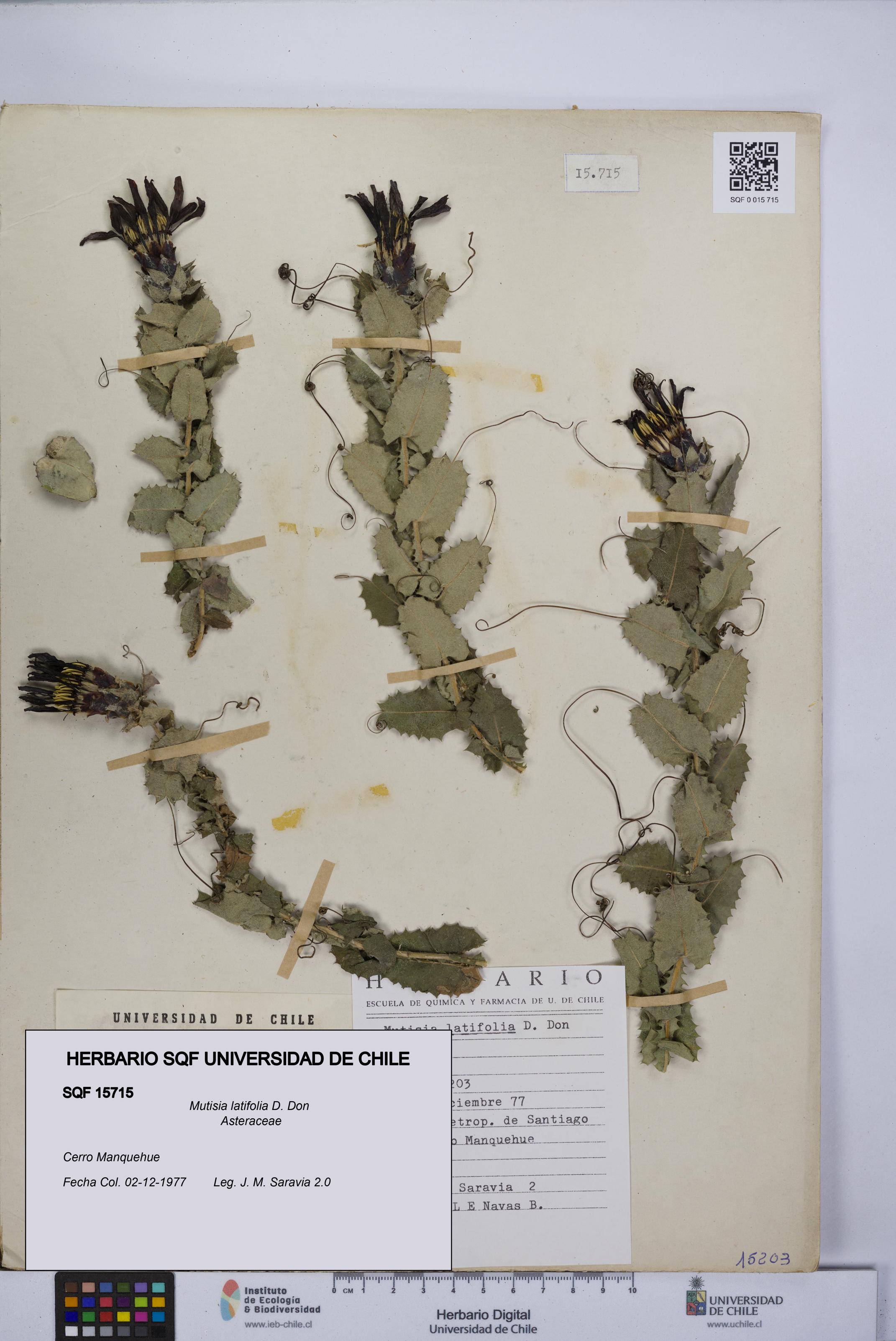 Mutisia latifolia [Espécimen: UCH:SQF:0015715]