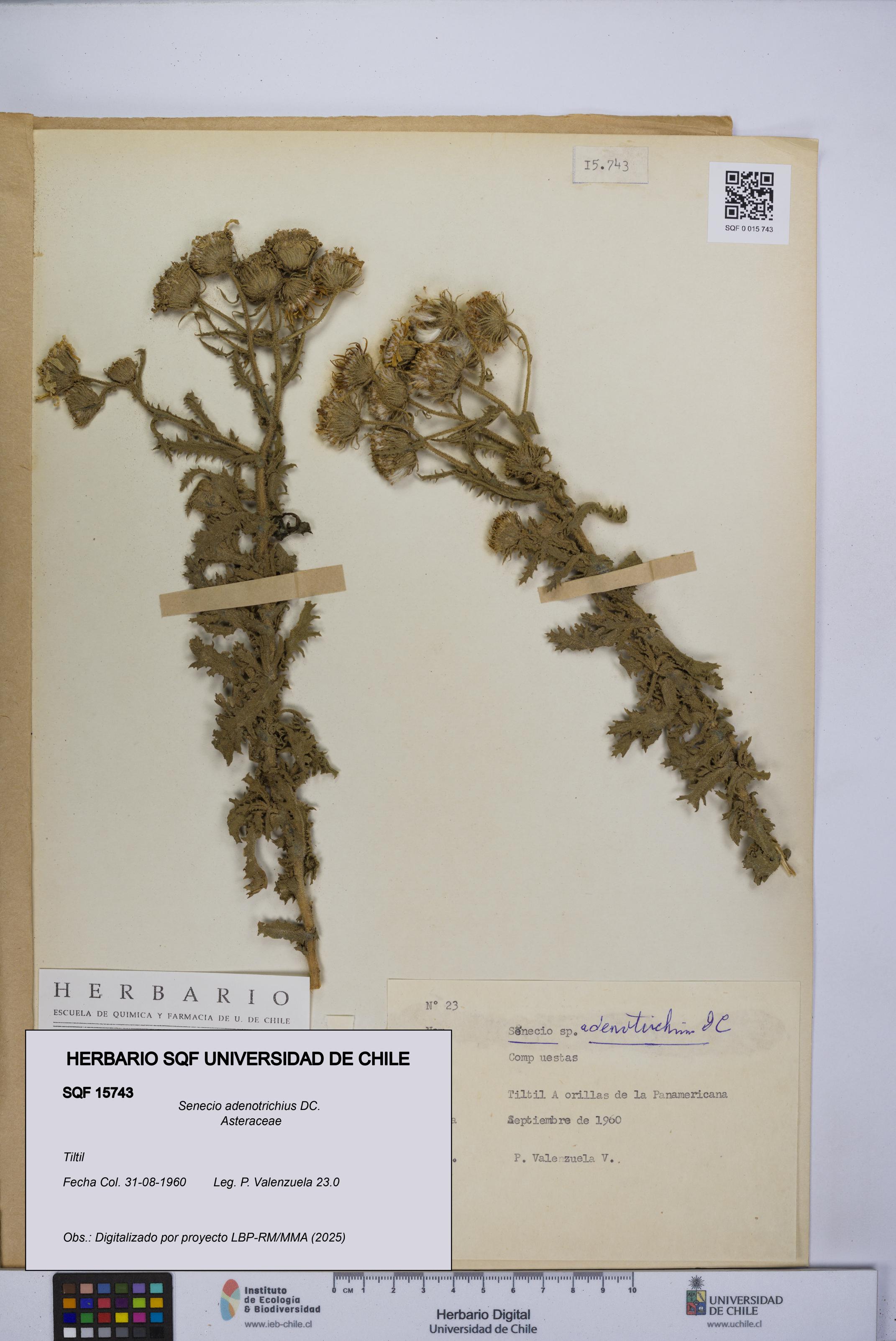 Senecio adenotrichius [Espécimen: UCH:SQF:0015743]