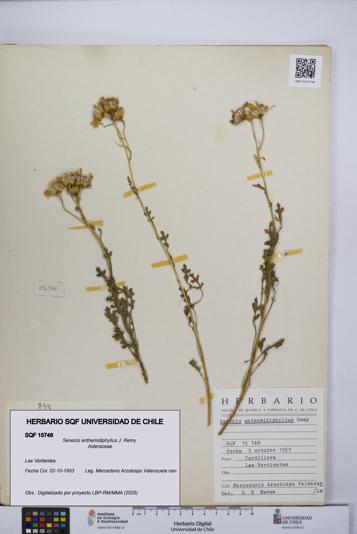 Senecio anthemidiphyllus [Espécimen: UCH:SQF:0015748]