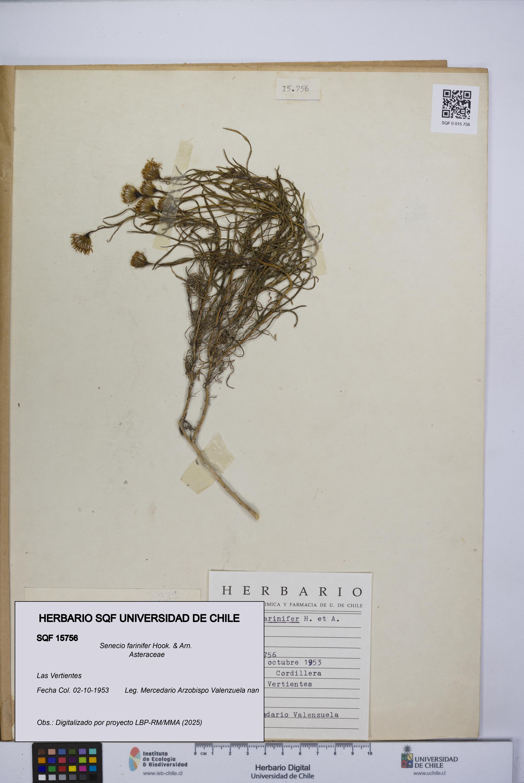 Senecio farinifer [Espécimen: UCH:SQF:0015756]