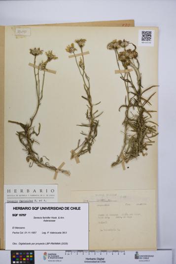 Senecio farinifer [Espécimen: UCH:SQF:0015757]