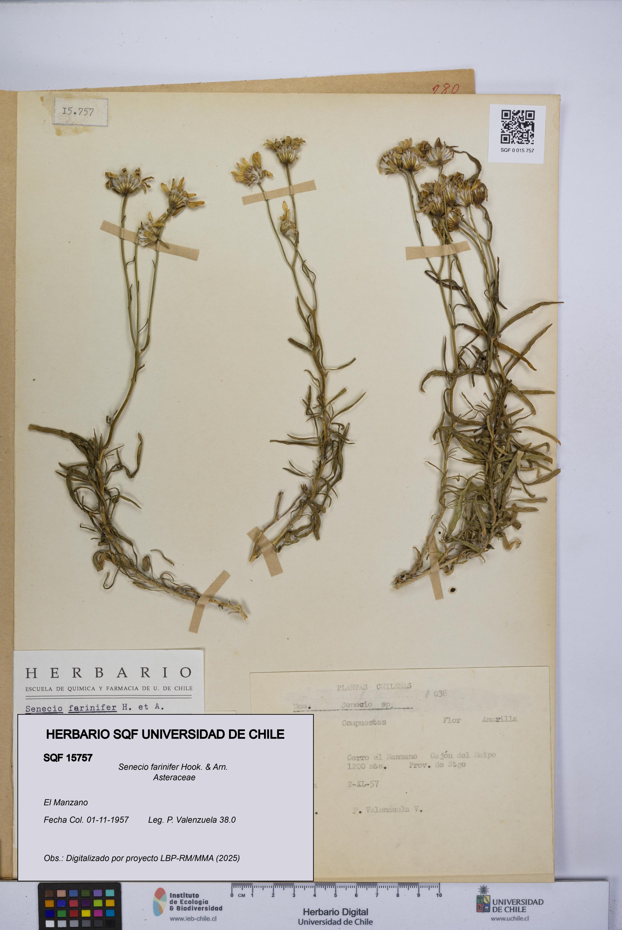 Senecio farinifer [Espécimen: UCH:SQF:0015757]