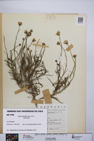 Senecio farinifer [Espécimen: UCH:SQF:0015758]