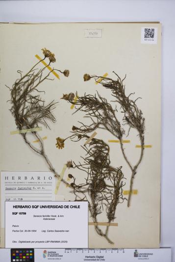 Senecio farinifer [Espécimen: UCH:SQF:0015759]