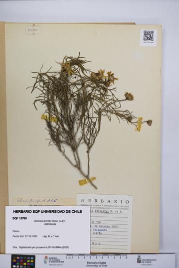 Senecio farinifer [Espécimen: UCH:SQF:0015760]