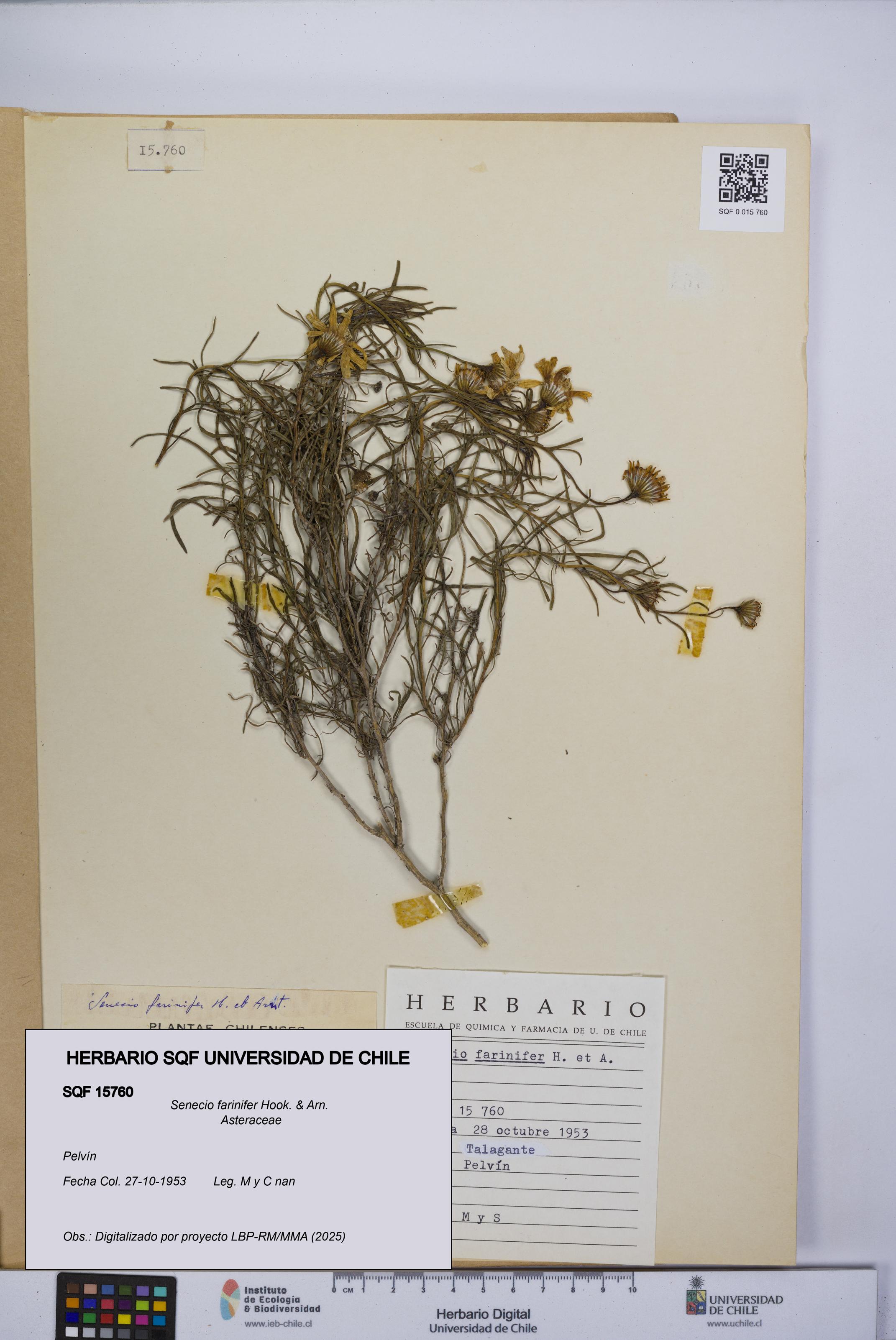 Senecio farinifer [Espécimen: UCH:SQF:0015760]