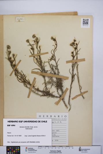 Senecio farinifer [Espécimen: UCH:SQF:0015761]