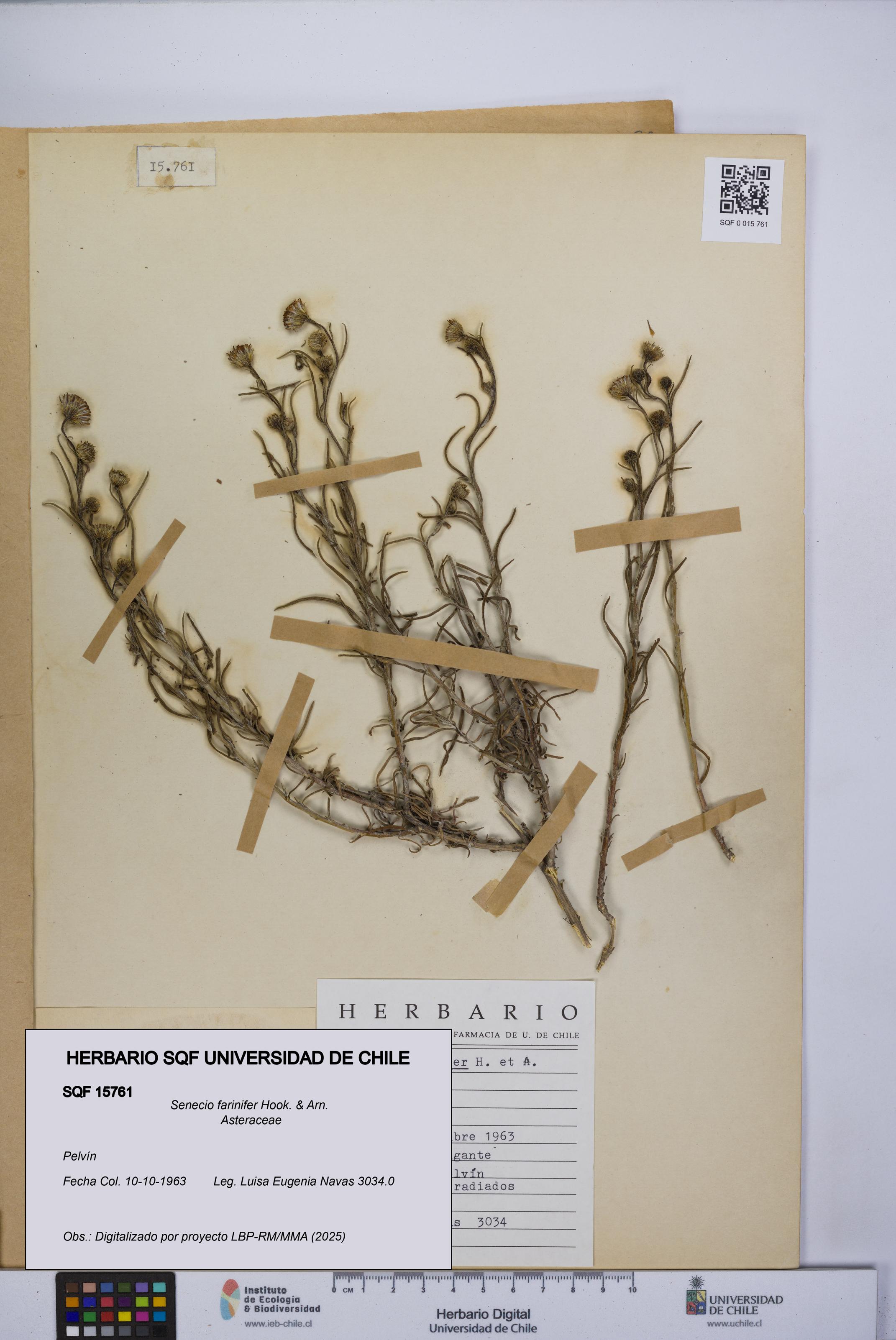 Senecio farinifer [Espécimen: UCH:SQF:0015761]