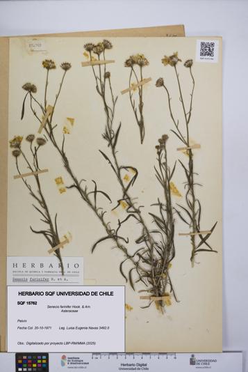 Senecio farinifer [Espécimen: UCH:SQF:0015762]