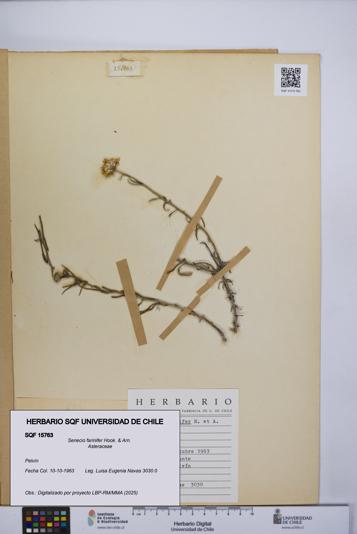 Senecio farinifer [Espécimen: UCH:SQF:0015763]