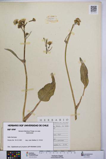 Senecio fistulosus [Espécimen: UCH:SQF:0015767]