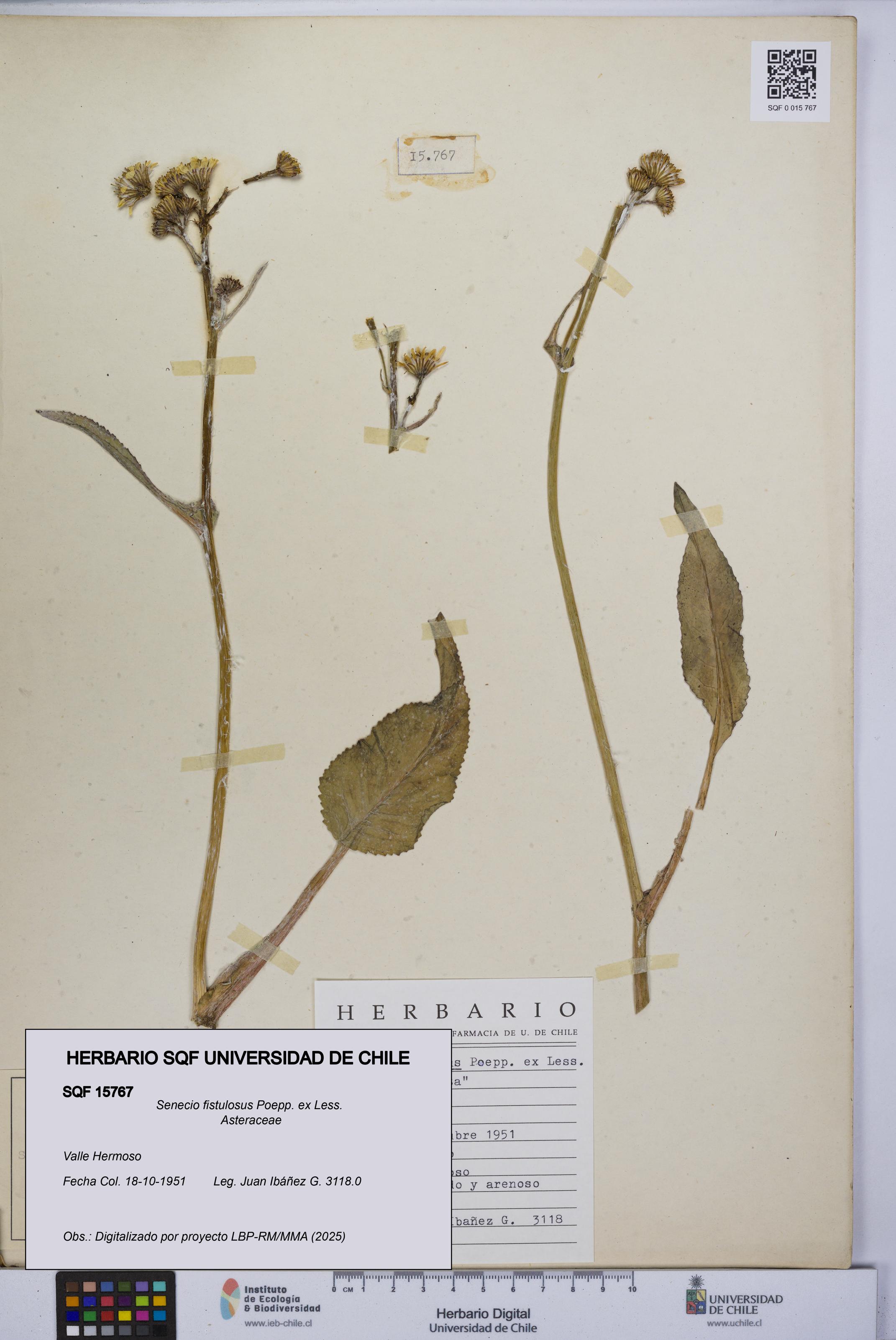 Senecio fistulosus [Espécimen: UCH:SQF:0015767]