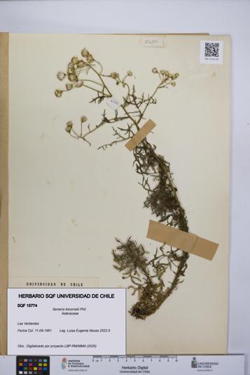 Senecio tocornalii [Espécimen: UCH:SQF:0015774]