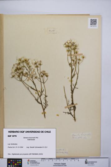 Senecio tocornalii [Espécimen: UCH:SQF:0015775]