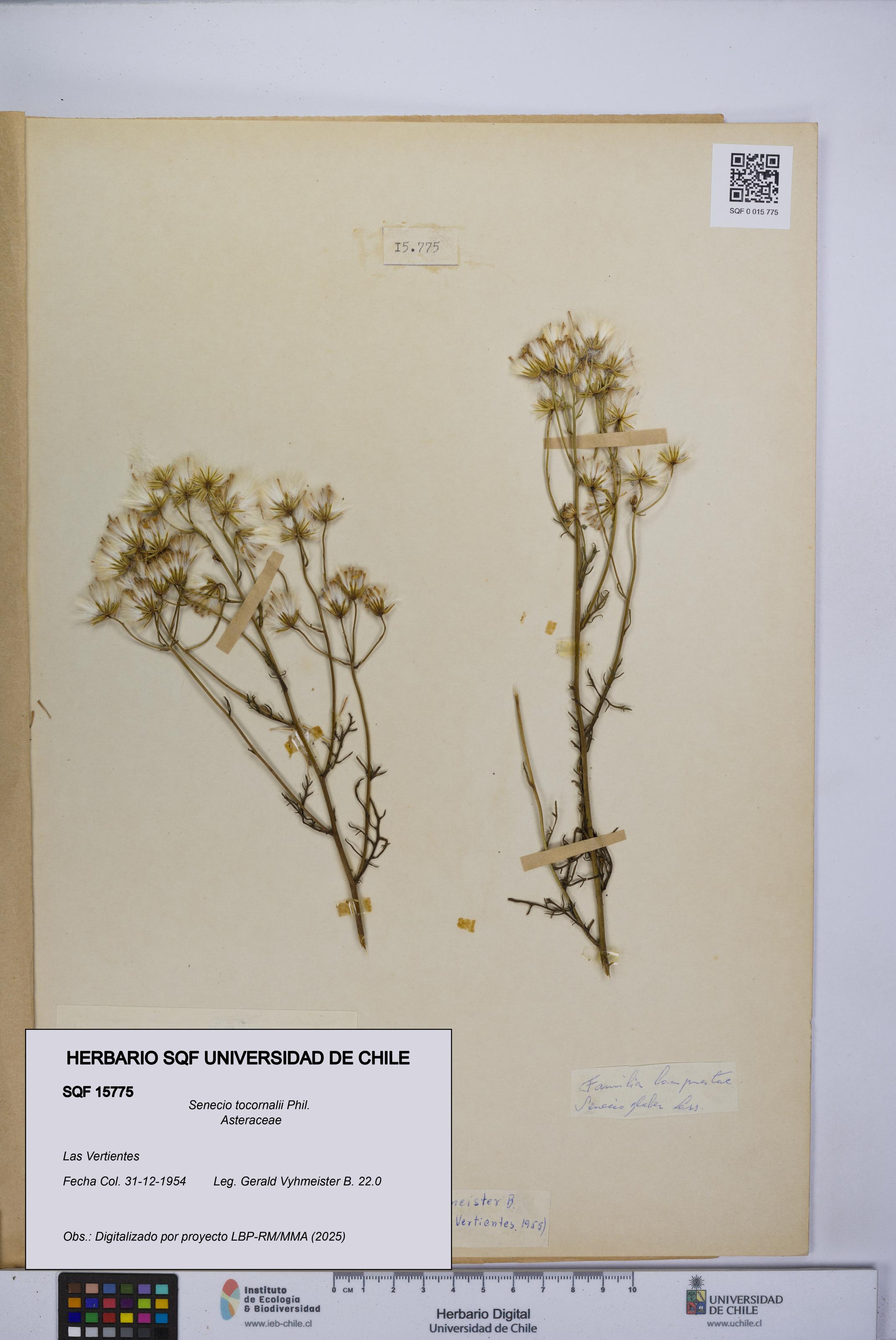 Senecio tocornalii [Espécimen: UCH:SQF:0015775]